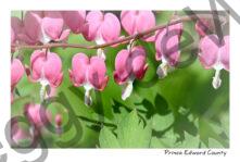 Flowers Bleeding Heart Pink #4367