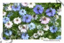 Flowers Blue Sally #3211