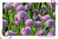 Flowers Chives #3212