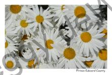 Flowers Daisies Lots #3214