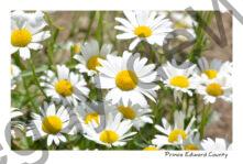 Flowers Daisy Field #3709