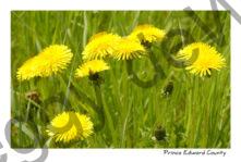Flowers Dandelions #1537
