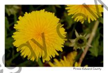 Flowers Dandelions #2384