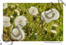 Flowers Dandelions Seeding #3710