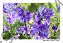 Flowers Delphiniums #4540