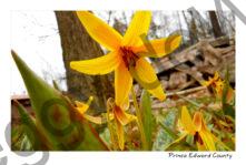 Flowers Dog Tooth Lily Closeup #3561