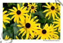 Flowers Echinacea Yellow #4488