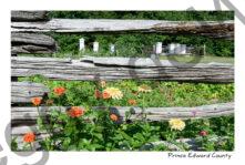 Flowers Fence Hives #4244