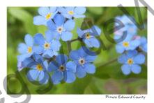 Flowers Forget Me Nots #3215