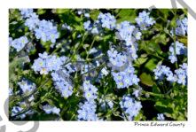 Flowers Forget-me-nots Blue #4368