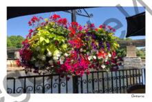 Flowers Hanging Basket #3712