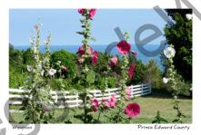 Flowers Hollyhock White Fence  #4055
