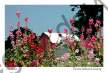 Flowers Hollyhocks Barn #1266