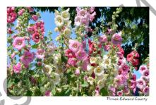 Flowers Hollyhocks Beautiful #4520