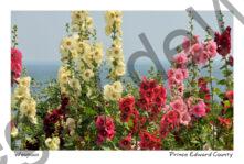 Flowers Hollyhocks Colourful #3222