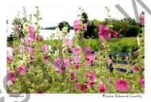 Flowers Hollyhocks Fence #3564