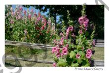 Flowers Hollyhocks Fence Hughes #4056