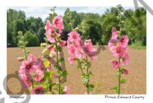 Flowers Hollyhocks Field #4057
