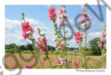 Flowers Hollyhocks Field Sky #4058