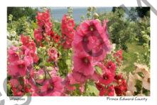 Flowers Hollyhocks Lots #3225