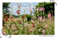 Flowers Hollyhocks Messy #4059