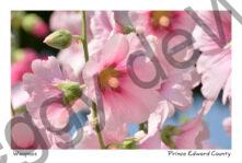 Flowers Hollyhocks Pink Closeup #3226
