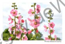 Flowers Hollyhocks Pink Sky #4060
