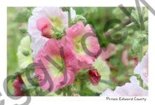 Flowers Hollyhocks Pinks Barb #4245