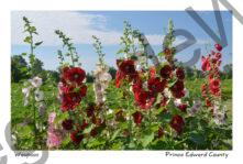 Flowers Hollyhocks Sky #3228