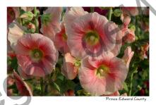 Flowers Hollyhocks Soft Pink #1101