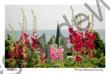 Flowers Hollyhocks St John #1598