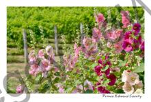 Flowers Hollyhocks Vineyard #3565