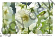 Flowers Hollyhocks White Closeup #3230