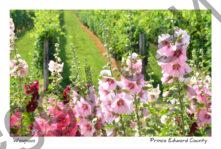 Flowers Hollyhocks  Winery (5) #3713