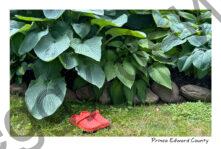 Flowers Hosta Orange Shoes #4489