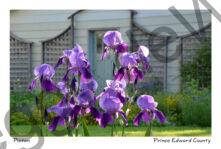 Flowers Iris Purple #3716