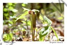 Flowers Jack-in-pulpit Presquile #4612