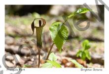 Flowers Jack-in-pulpit Presquile Spring #4611