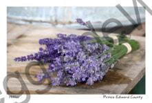 Flowers Lavender Bunches #3566