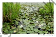 Flowers Lily Pad Marsh #1664