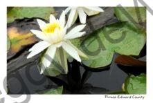 Flowers Lily Pads Closeup #1666