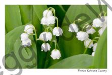 Flowers Lily of the Valley #3218