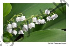 Flowers Lily of the Valley Horizontal #3717