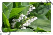 Flowers Lily of the Valley Sunny #3718