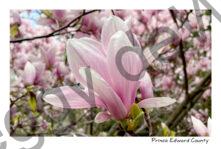 Flowers Magnolia Bloom #4613