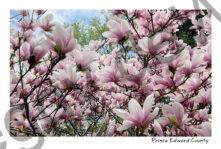 Flowers Magnolia Pink #4614