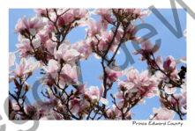 Flowers Magnolia Tree #3231