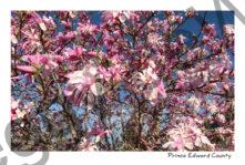 Flowers Magnolia Tree #3918