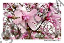 Flowers Magnolia Tree #4062