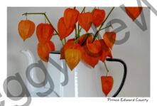 Flowers Orange Lanterns #4698